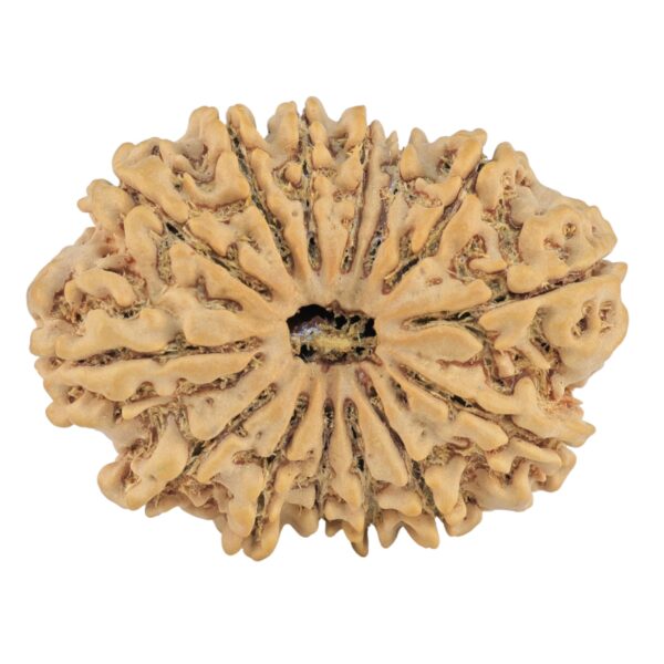 14 Mukhi Rudraksha 34.8mm 7.07gm - Rudraksha