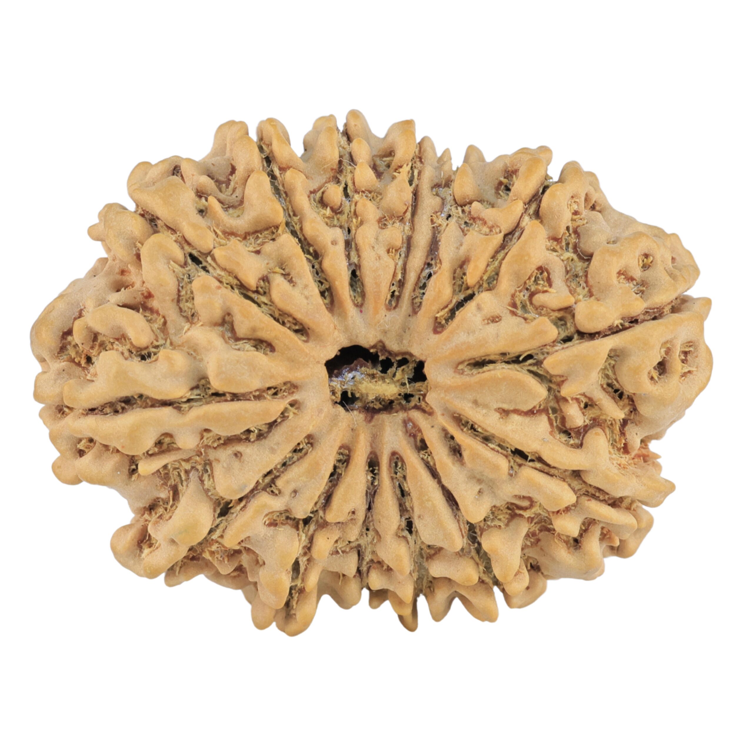 14 Mukhi Rudraksha 34.8mm 7.07gm - Rudraksha