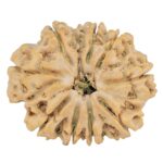 9 Mukhi Rudraksha 29.1mm 5.63gm - Rudraksha