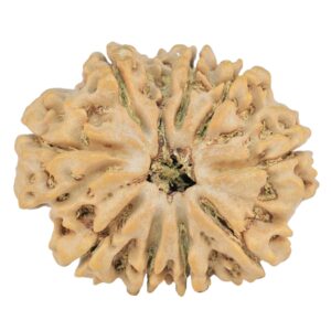 9 Mukhi Rudraksha 29.1mm 5.63gm - Rudraksha