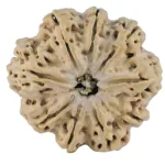 9 Mukhi Rudraksha 29.8mm 5.72gm - Rudraksha