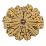 11 Mukhi Rudraksha 34.5mm 9.68gm - Rudraksha