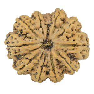 11 Mukhi Rudraksha 34.5mm 9.68gm - Rudraksha