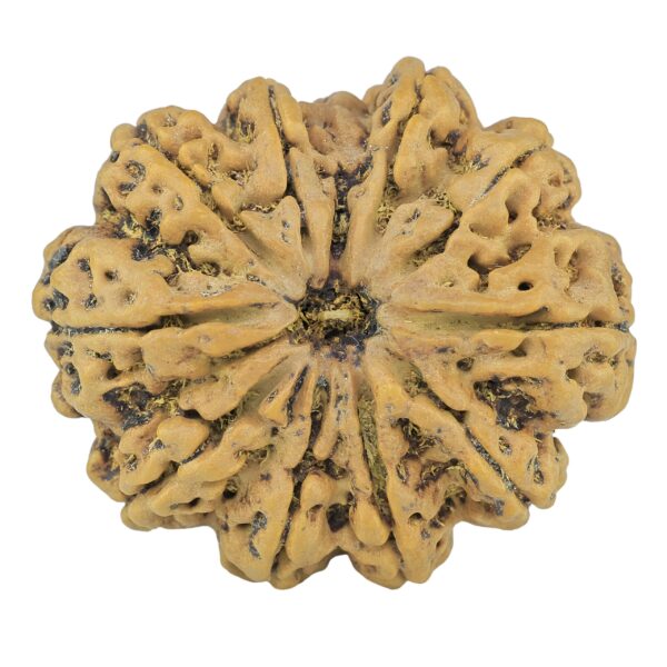 11 Mukhi Rudraksha 34.5mm 9.68gm - Rudraksha