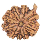 9 Mukhi Ganesh 25.7mm 4.57gm - Rudraksha