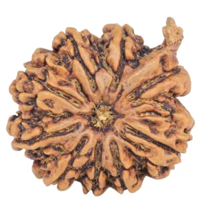 9 Mukhi Ganesh 25.7mm 4.57gm - Rudraksha