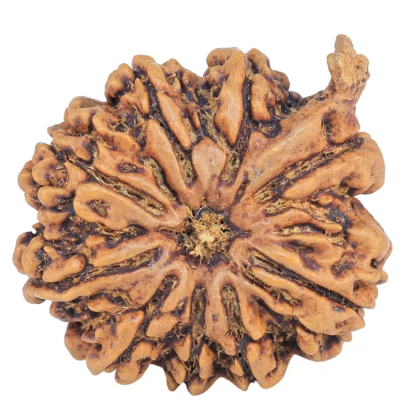 9 Mukhi Ganesh 25.7mm 4.57gm - Rudraksha