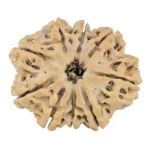 9 Mukhi Rudraksha 27.7mm 4.72gm - Rudraksha