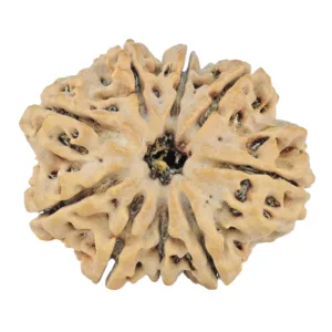 9 Mukhi Rudraksha 27.7mm 4.72gm - Rudraksha