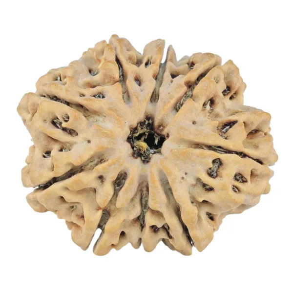 9 Mukhi Rudraksha 27.7mm 4.72gm - Rudraksha