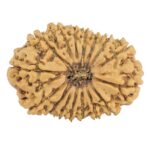 16 Mukhi Rudraksha 25.5mm 2.6gm - Rudraksha