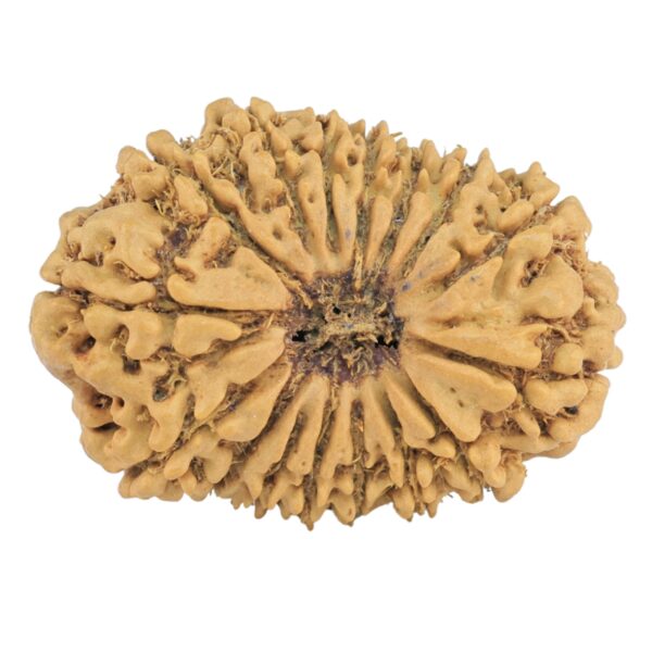 16 Mukhi Rudraksha 25.5mm 2.6gm - Rudraksha