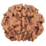 1MK(Underdeveloped) 22.6mm 3.54gm - Origin: Nepal - Rudraksha