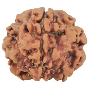 1MK(Underdeveloped) 22.6mm 3.54gm - Origin: Nepal - Rudraksha