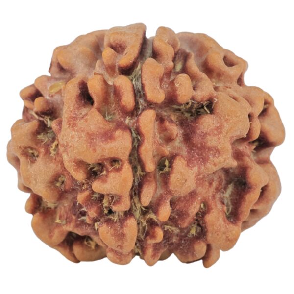 1MK(Underdeveloped) 22.6mm 3.54gm - Origin: Nepal - Rudraksha