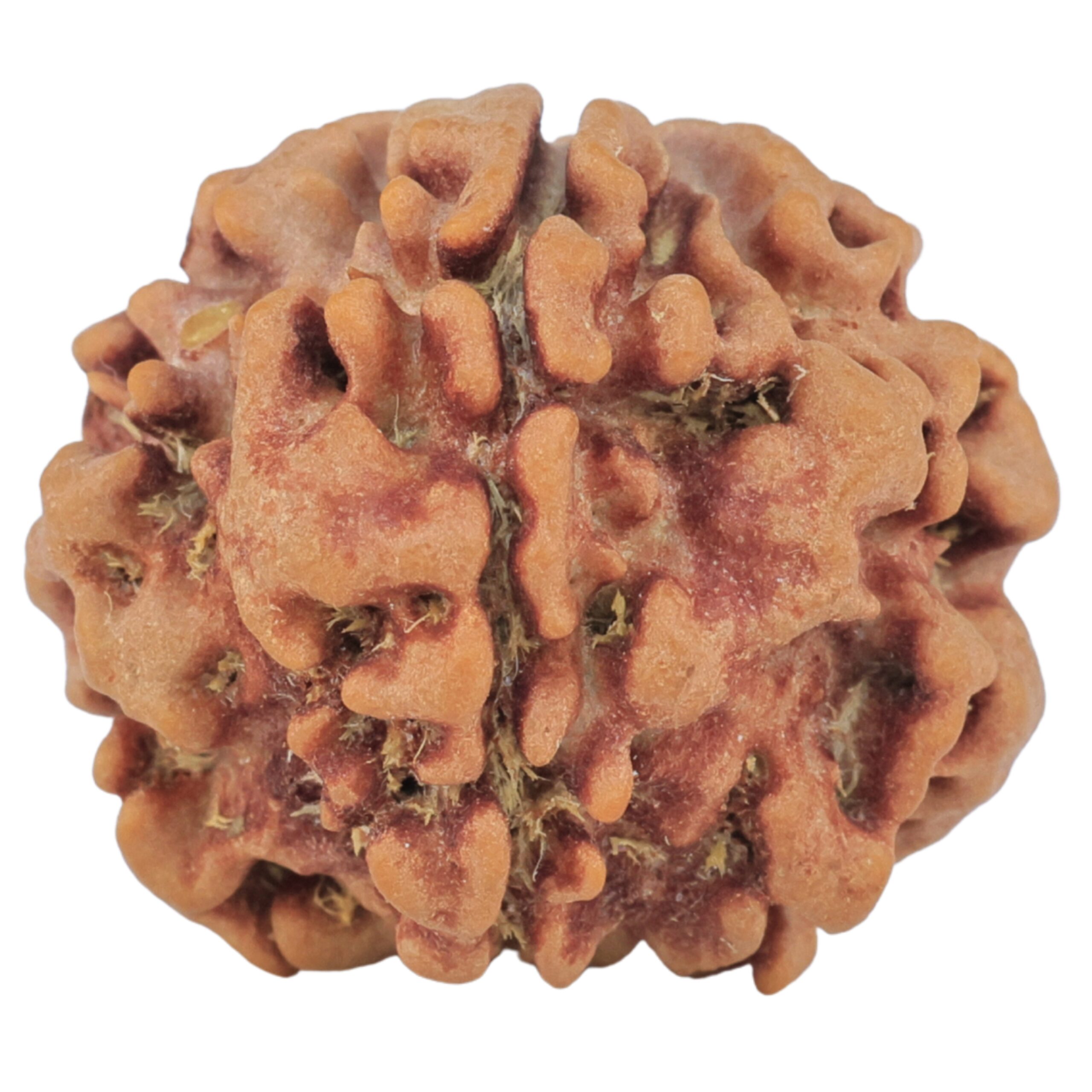 1MK(Underdeveloped) 22.6mm 3.54gm - Origin: Nepal - Rudraksha