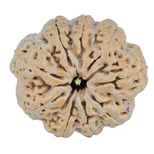 9 Mukhi Rudraksha 30.7mm 8.08gm - Rudraksha
