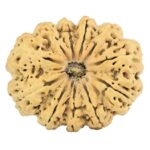 11 Mukhi Rudraksha 34.8mm 6.3gm - Rudraksha
