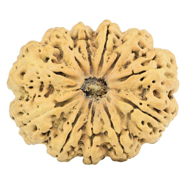 11 Mukhi Rudraksha 34.8mm 6.3gm - Rudraksha