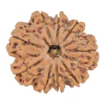 9 Mukhi Rudraksha 26.1mm 4.73gm - Rudraksha