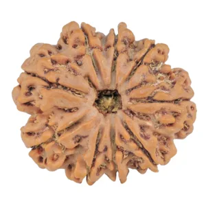 9 Mukhi Rudraksha 26.1mm 4.73gm - Rudraksha
