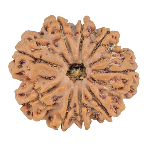 9 Mukhi Rudraksha 26.1mm 4.73gm - Rudraksha