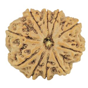 10 Mukhi Rudraksha 26.5mm 5.8gm - Rudraksha