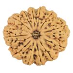 12 Mukhi Rudraksha 33.4mm 7.6gm - Rudraksha