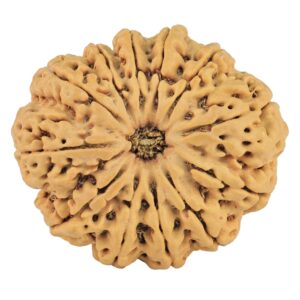 12 Mukhi Rudraksha 33.4mm 7.6gm - Rudraksha