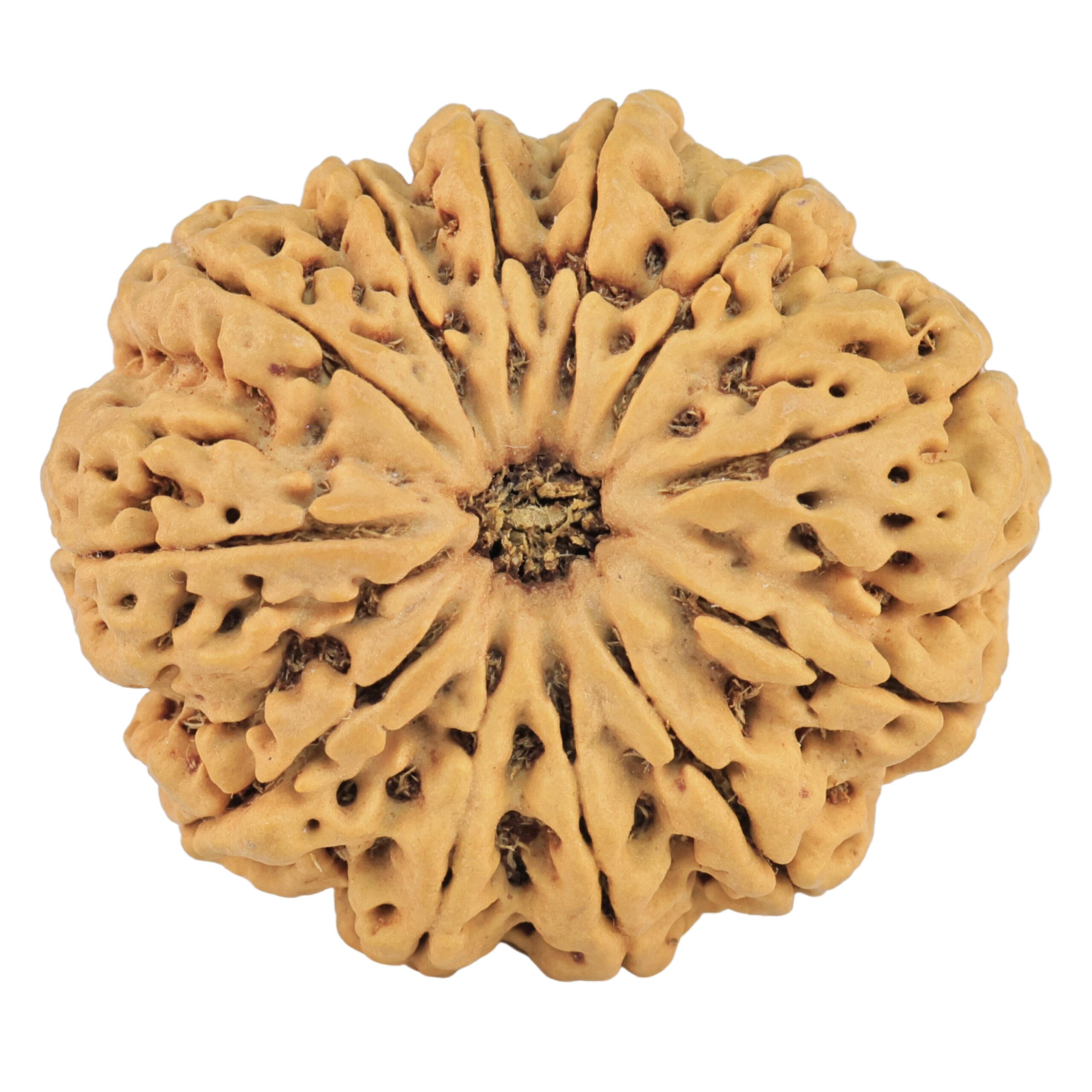 12 Mukhi Rudraksha 33.4mm 7.6gm - Rudraksha