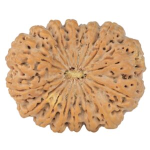 16 Mukhi Rudraksha 37.9mm 10.44gm - Rudraksha