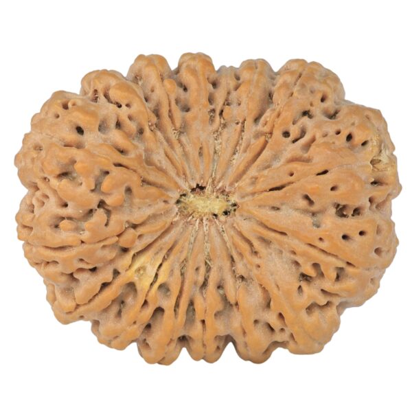 16 Mukhi Rudraksha 37.9mm 10.44gm - Rudraksha