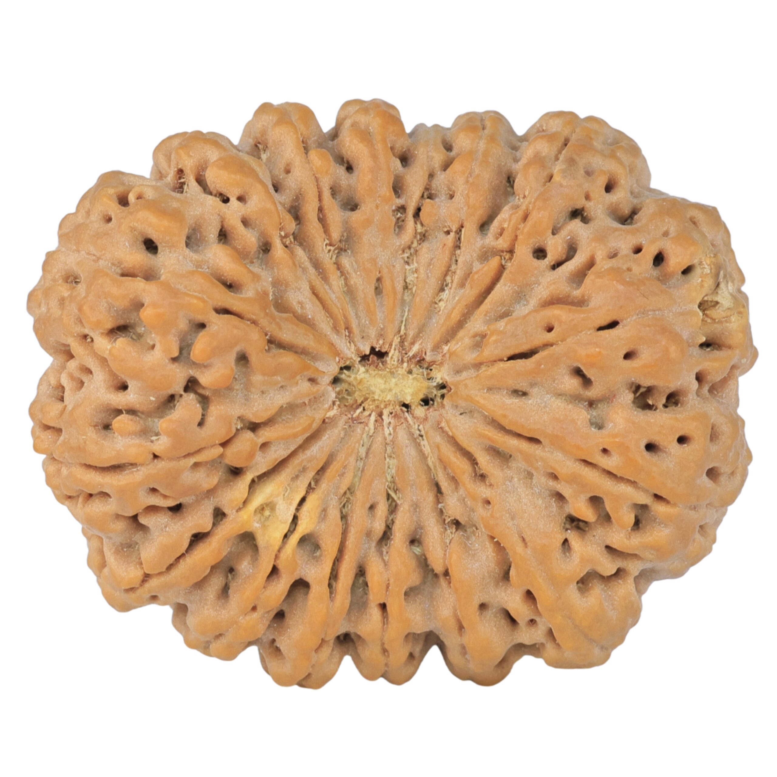 16 Mukhi Rudraksha 37.9mm 10.44gm - Rudraksha