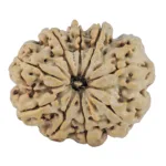 9 Mukhi Rudraksha 29.3mm 6gm - Rudraksha