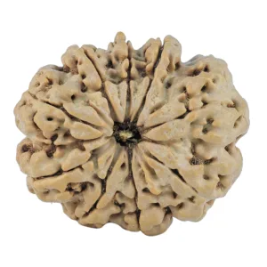 9 Mukhi Rudraksha 29.3mm 6gm - Rudraksha