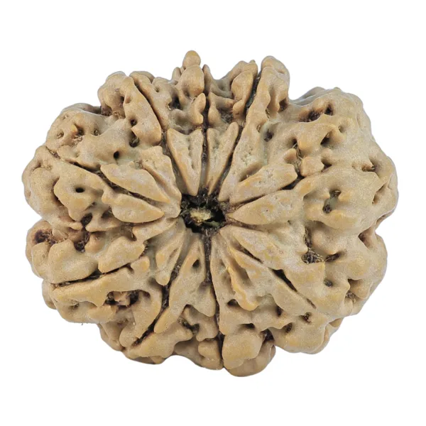 9 Mukhi Rudraksha 29.3mm 6gm - Rudraksha