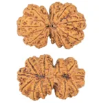 12 MK Gaurishankar 40.9mm 10.08gm - Rudraksha