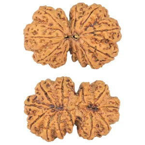 12 MK Gaurishankar 40.9mm 10.08gm - Rudraksha
