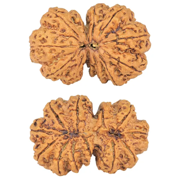 12 MK Gaurishankar 40.9mm 10.08gm - Rudraksha