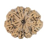 9 Mukhi Rudraksha 25.1mm 3.32gm - Rudraksha