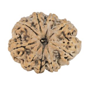 9 Mukhi Rudraksha 25.1mm 3.32gm - Rudraksha