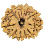 10 Mukhi Ganesh 24.9mm 2.89gm - Rudraksha