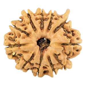 11 Mukhi Ganesh 24.4mm 2.31gm - Rudraksha