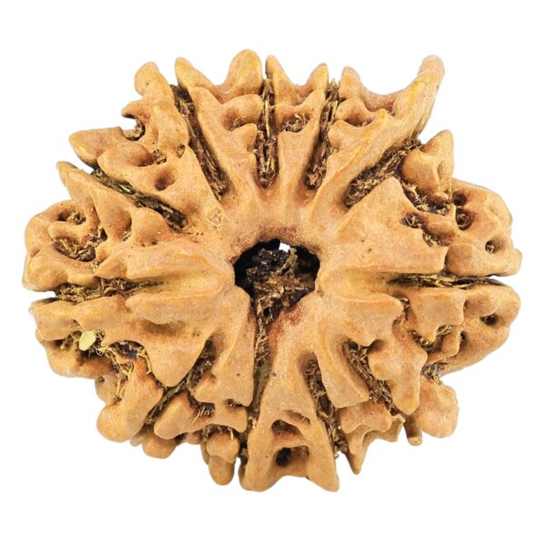 11 Mukhi Ganesh 24.4mm 2.31gm - Rudraksha