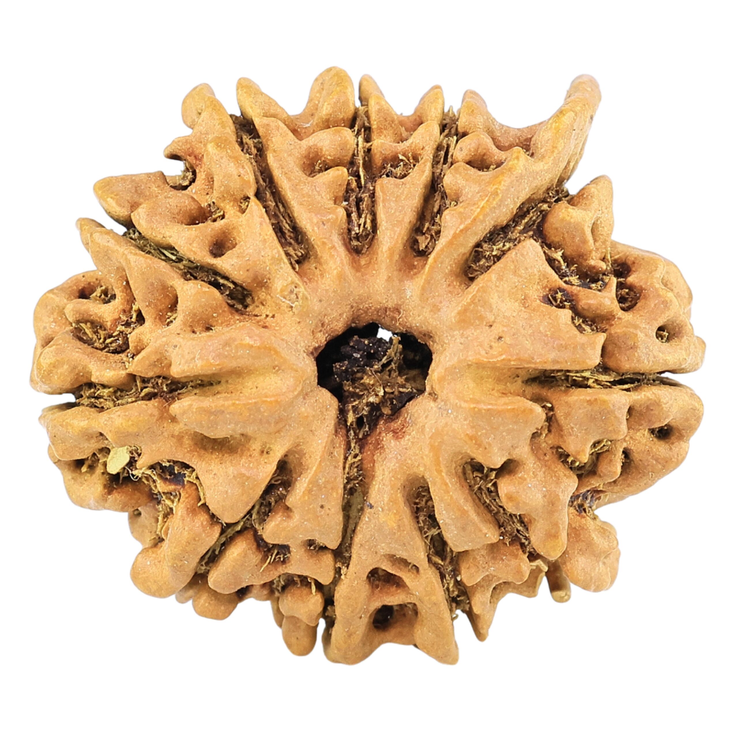 11 Mukhi Ganesh 24.4mm 2.31gm - Rudraksha