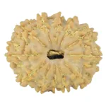 12 Mukhi Rudraksha 24.2mm 3.47gm - Rudraksha