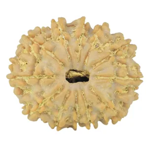 12 Mukhi Rudraksha 24.2mm 3.47gm - Rudraksha
