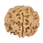 1MK(Underdeveloped) 23.5mm 4.09gm - Rudraksha