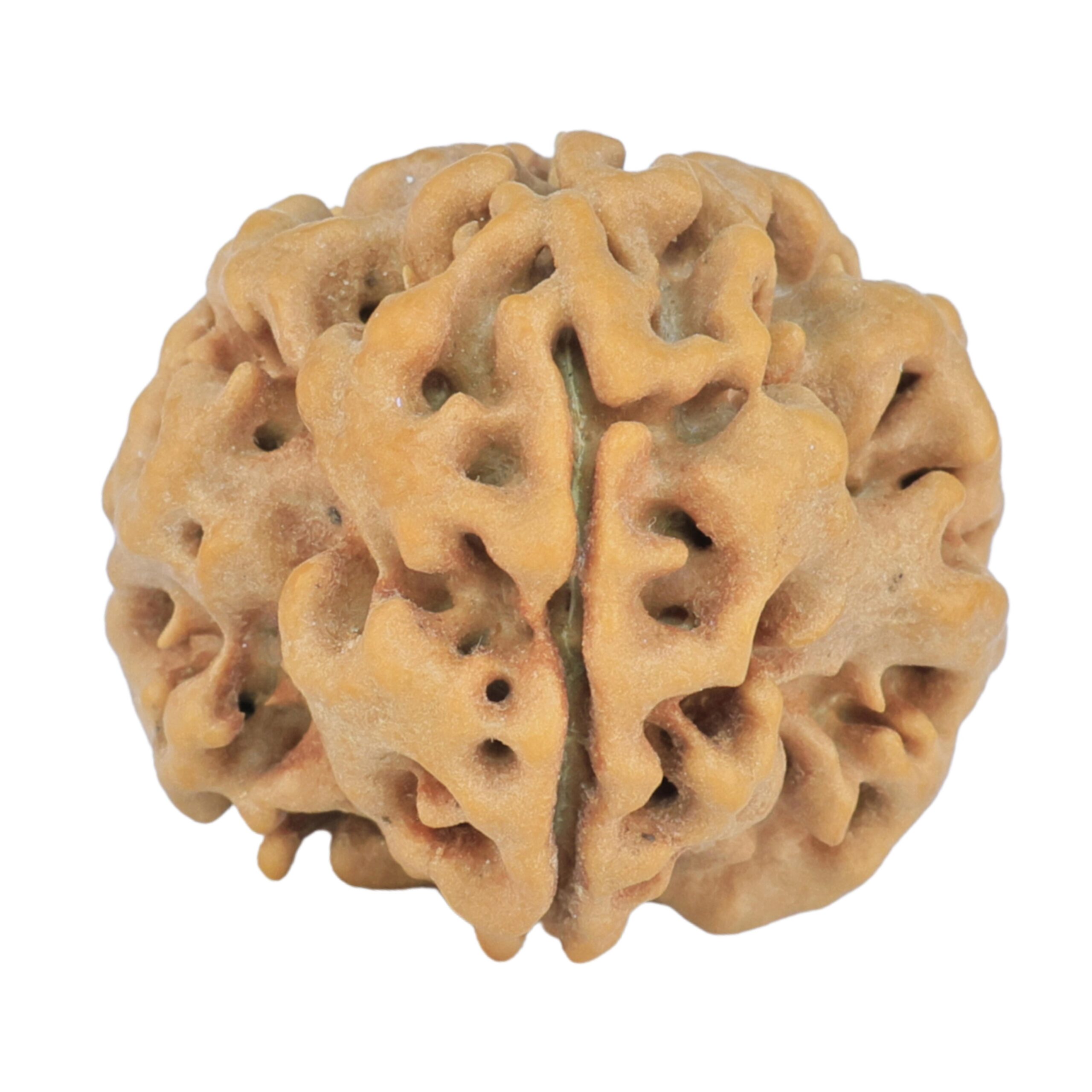 1MK(Underdeveloped) 23.5mm 4.09gm - Rudraksha