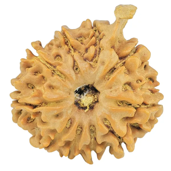 10 Mukhi Ganesh 22.2mm 3.31gm - Rudraksha